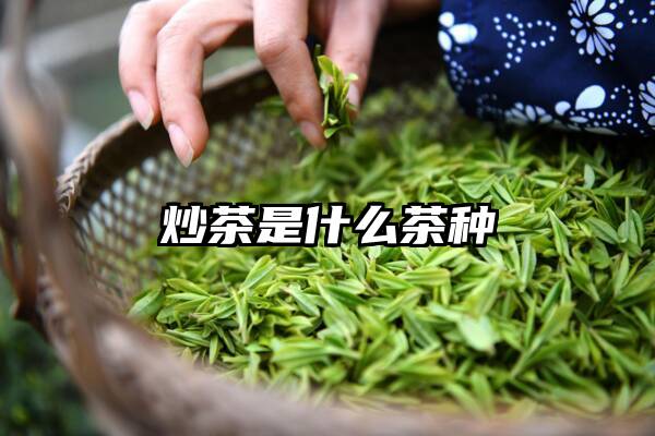 炒茶是什么茶种