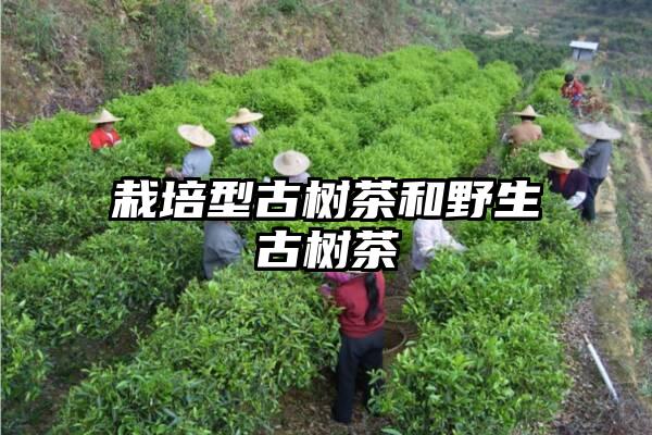 栽培型古树茶和野生古树茶