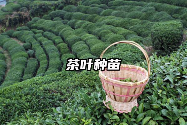 茶叶种苗