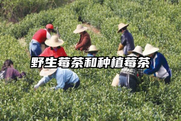 野生莓茶和种植莓茶