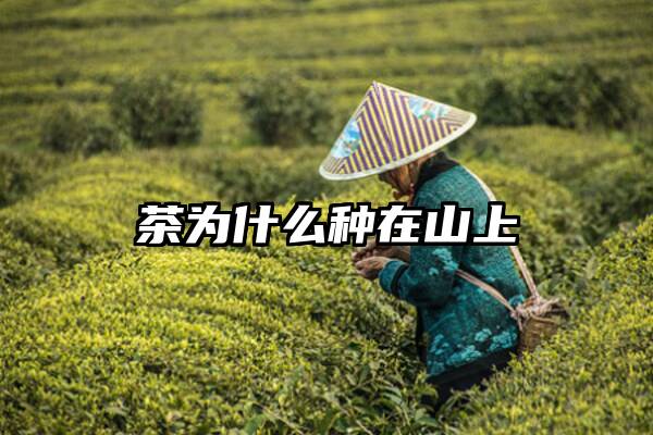 茶为什么种在山上