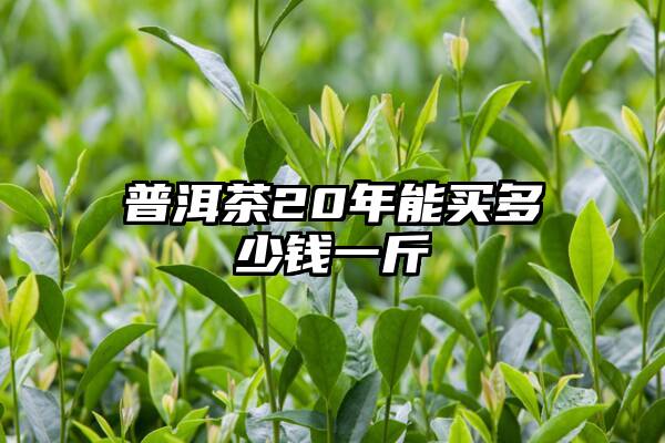 普洱茶20年能买多少钱一斤