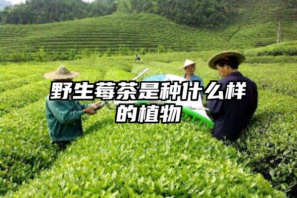 野生莓茶是种什么样的植物