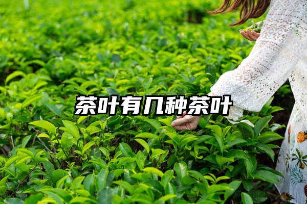 茶叶有几种茶叶