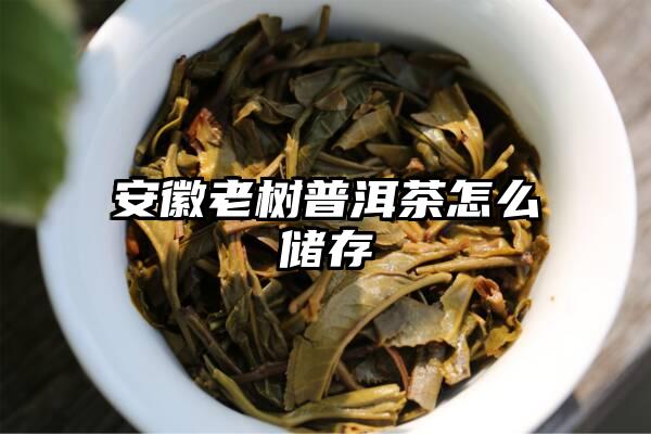 安徽老树普洱茶怎么储存