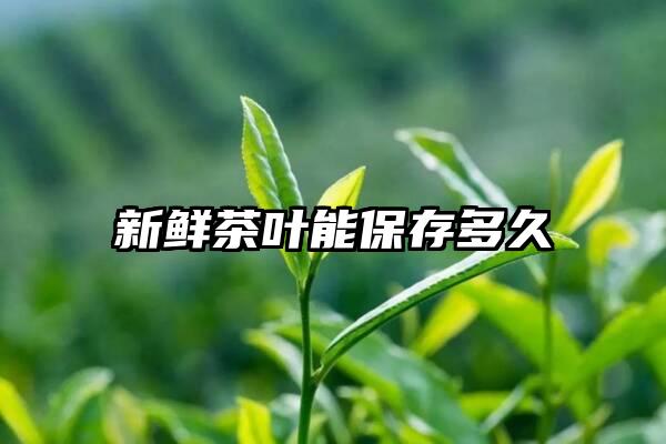 新鲜茶叶能保存多久