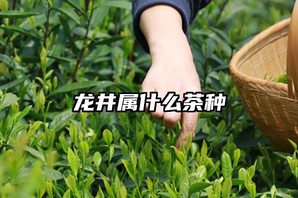 龙井属什么茶种