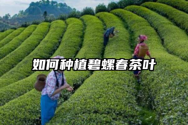 如何种植碧螺春茶叶