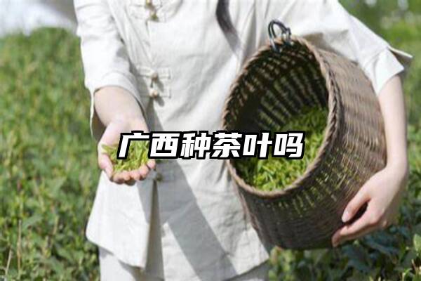 广西种茶叶吗