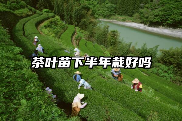 茶叶苗下半年栽好吗