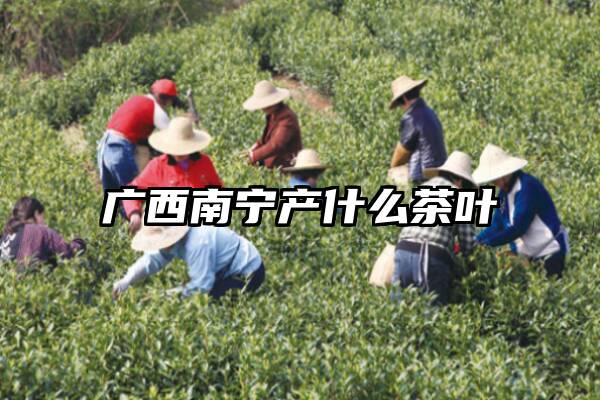 广西南宁产什么茶叶