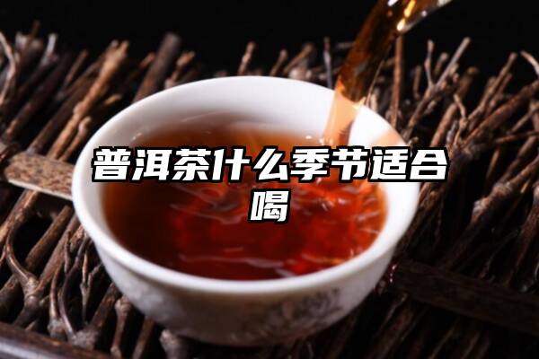 普洱茶什么季节适合喝