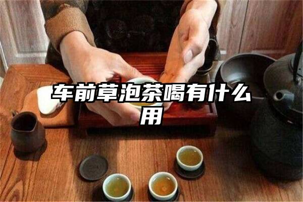 车前草泡茶喝有什么用