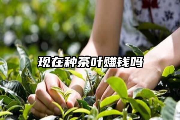 现在种茶叶赚钱吗