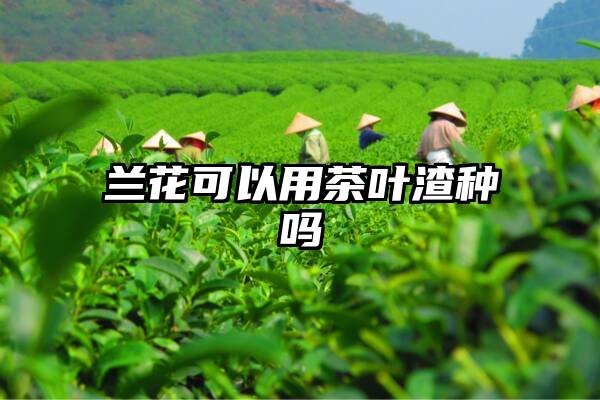 兰花可以用茶叶渣种吗