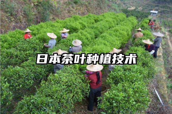 日本茶叶种植技术