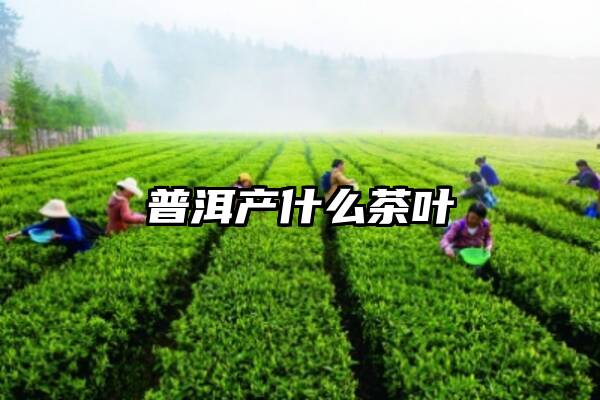 普洱产什么茶叶