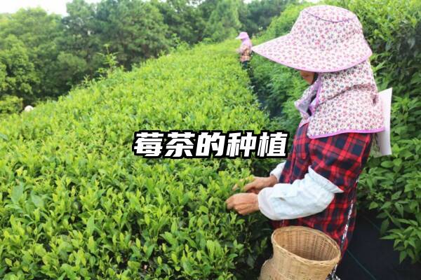 莓茶的种植