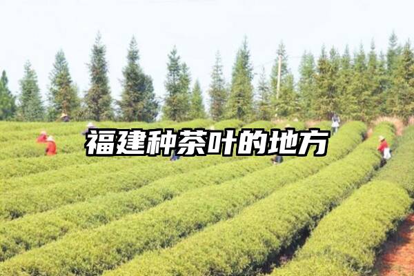 福建种茶叶的地方