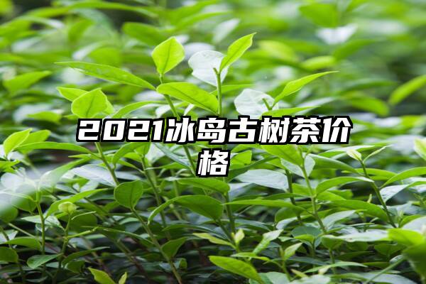 2021冰岛古树茶价格