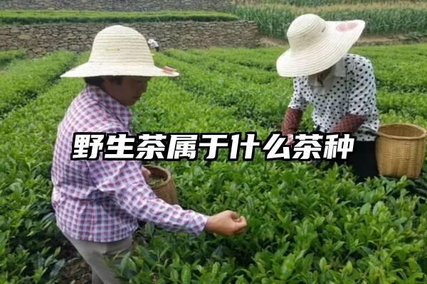 野生茶属于什么茶种