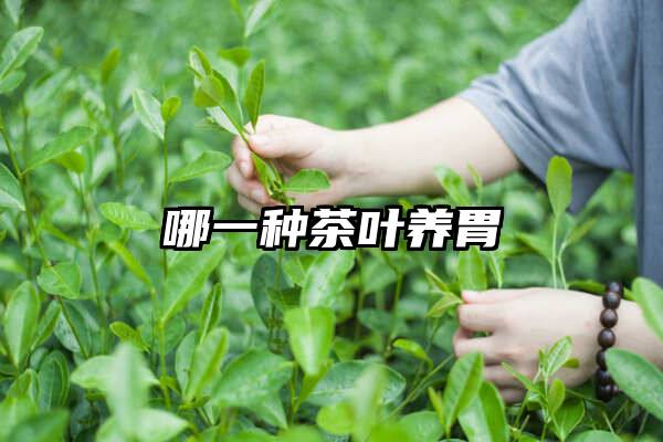 哪一种茶叶养胃