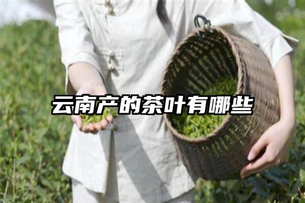 云南产的茶叶有哪些