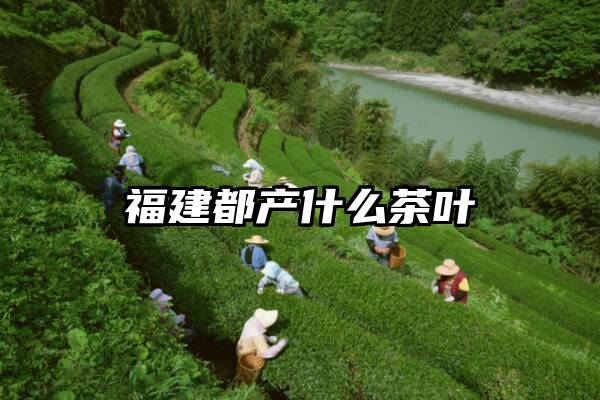 福建都产什么茶叶