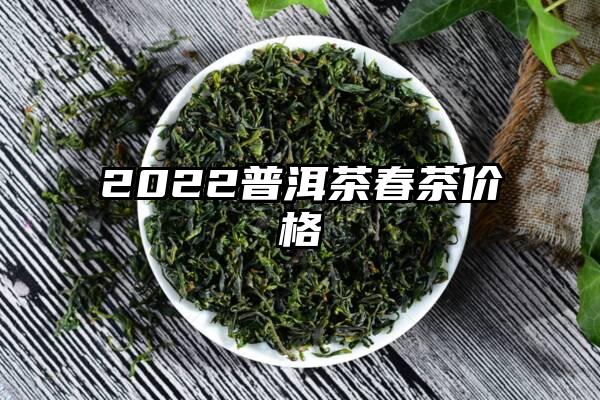 2022普洱茶春茶价格