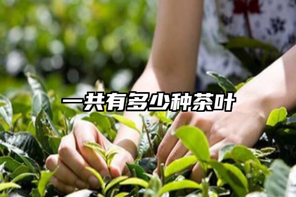 一共有多少种茶叶