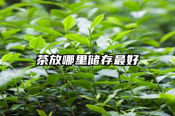 茶放哪里储存最好