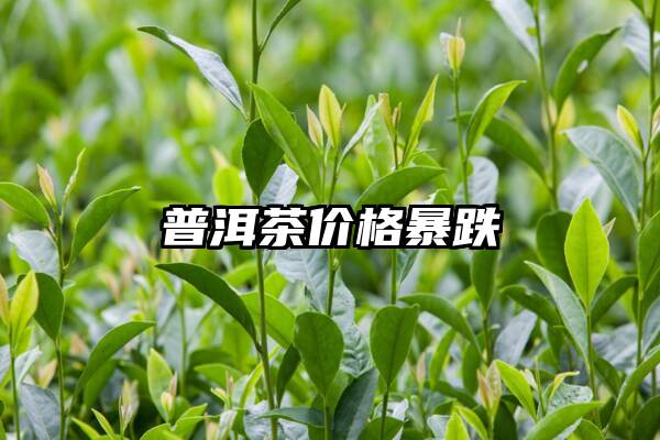 普洱茶价格暴跌