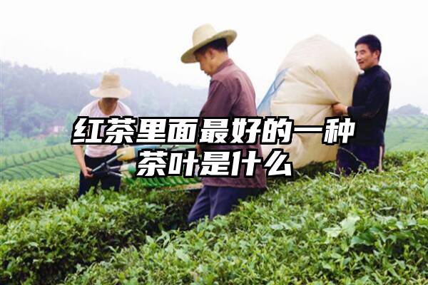 红茶里面最好的一种茶叶是什么