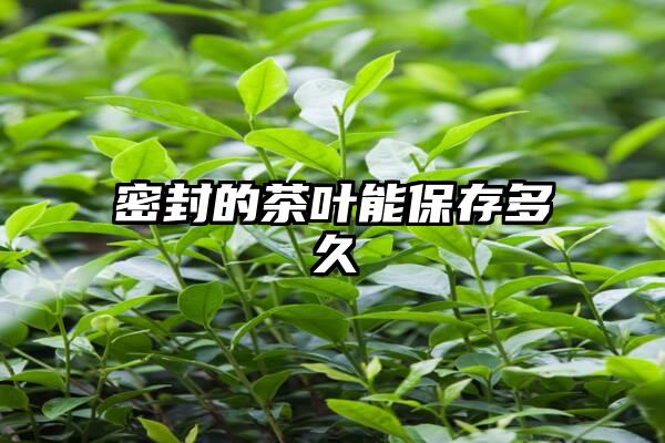 密封的茶叶能保存多久