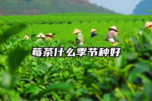 莓茶什么季节种好