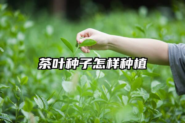 茶叶种子怎样种植