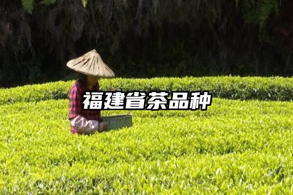 福建省茶品种