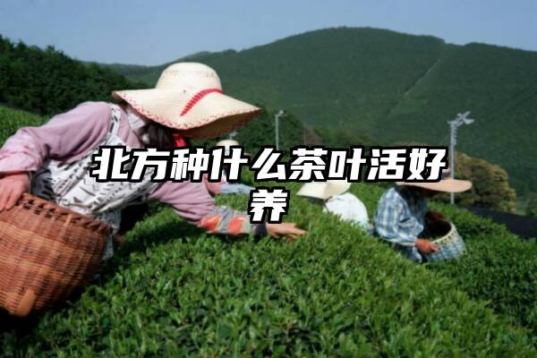 北方种什么茶叶活好养