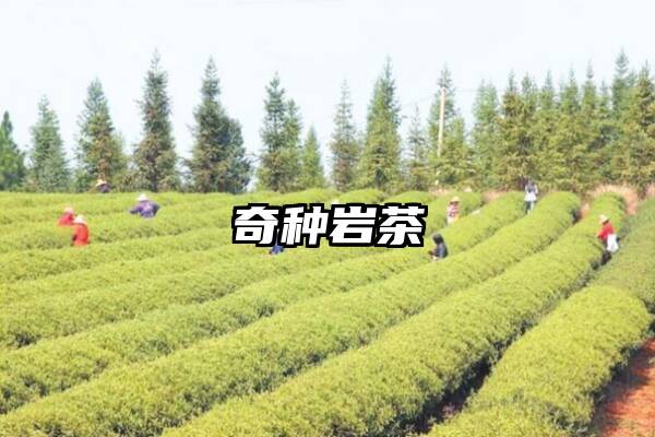 奇种岩茶