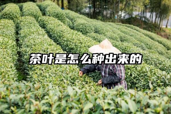 茶叶是怎么种出来的