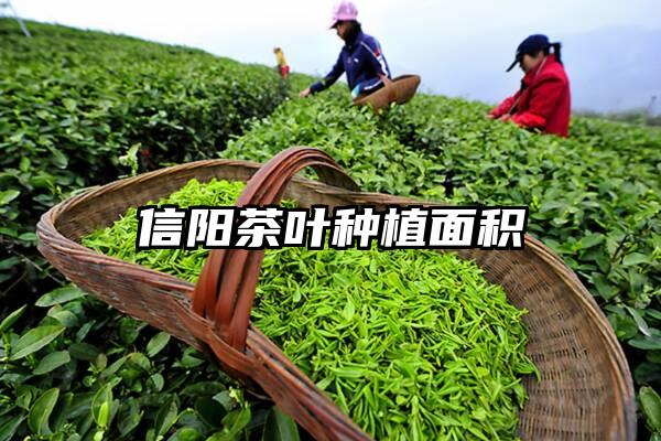 信阳茶叶种植面积