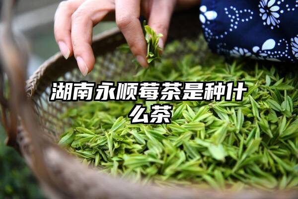 湖南永顺莓茶是种什么茶