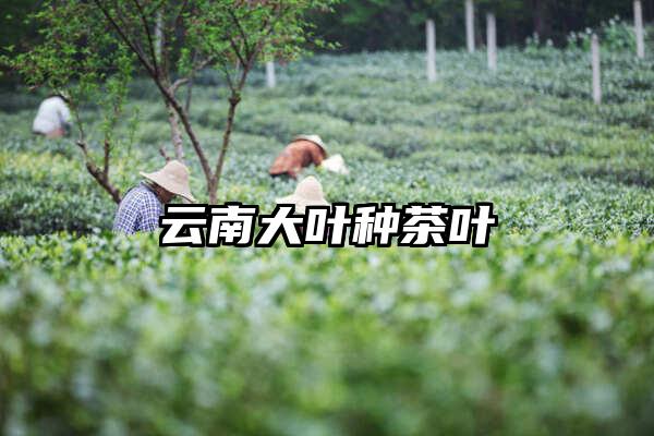 云南大叶种茶叶