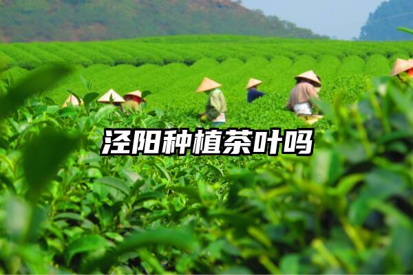 泾阳种植茶叶吗