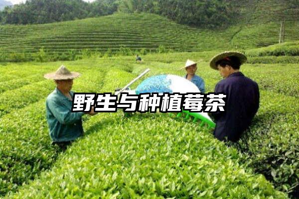 野生与种植莓茶