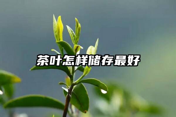 茶叶怎样储存最好