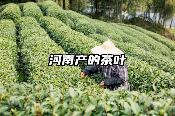 河南产的茶叶