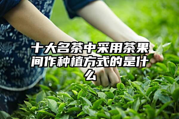 十大名茶中采用茶果间作种植方式的是什么