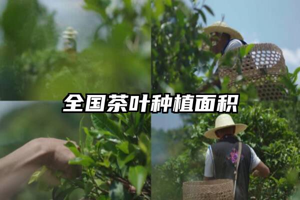 全国茶叶种植面积