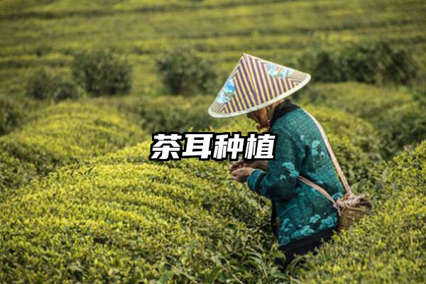 茶耳种植